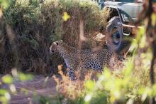 Leopard im Samburu NP